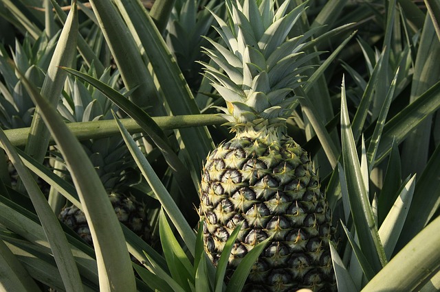 ananas