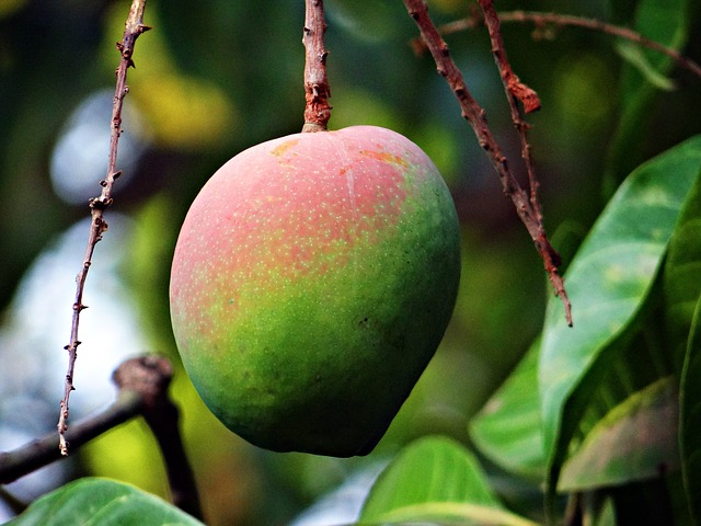 mango