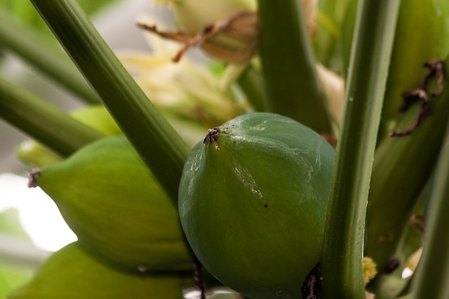 papaya