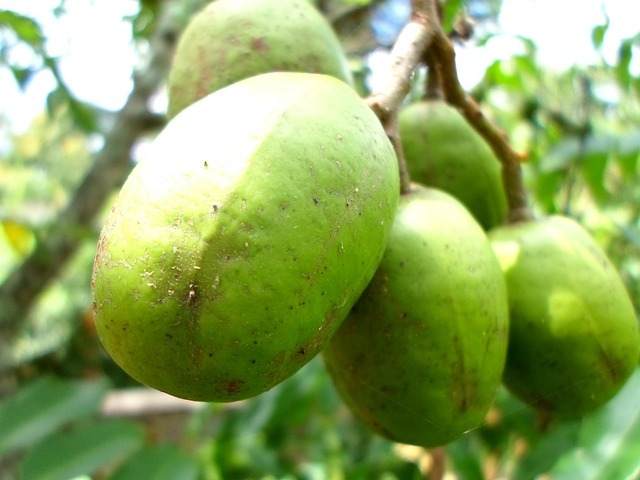 altın elma tropikal meyve